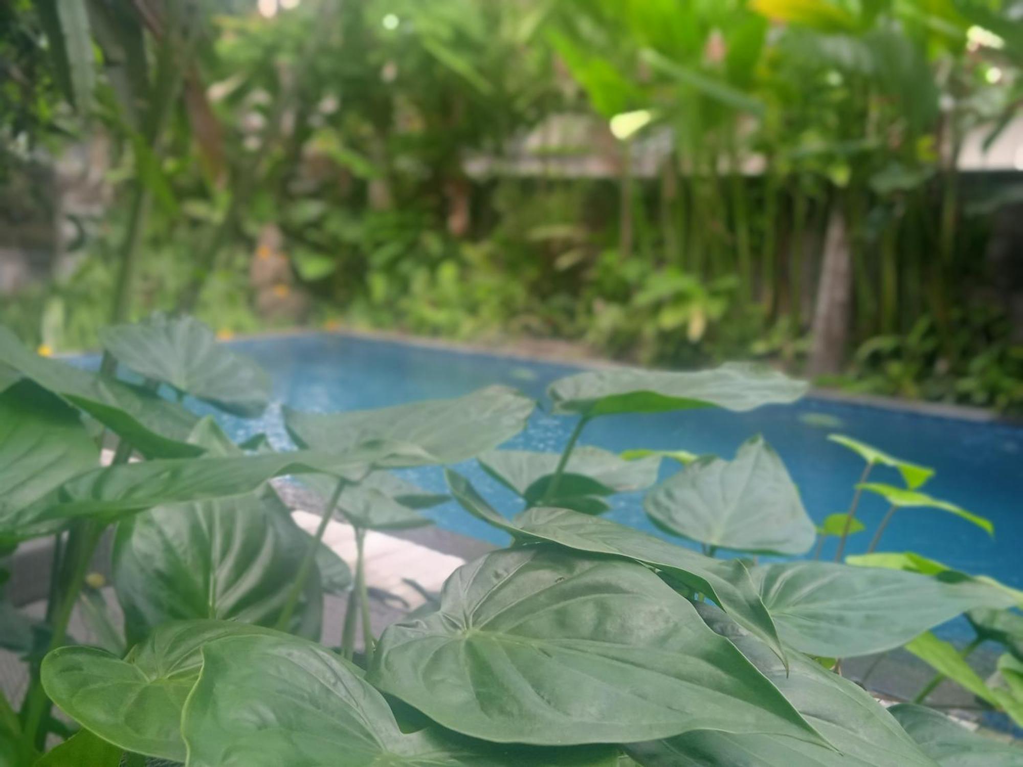 Tanah Semujan Maison d'hôtes Ubud